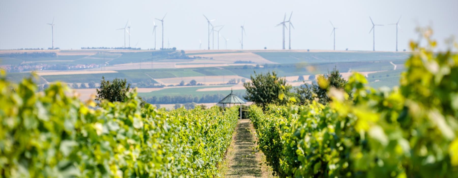 a field of plants with wind turbines in the background